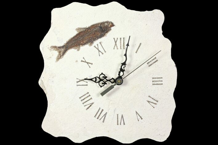 Tall Fossil Fish (Knightia) Clock - Wyoming #114327